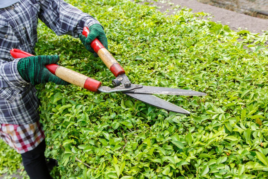 Bush Trimming & Removal - Halter Landscaping | Reading