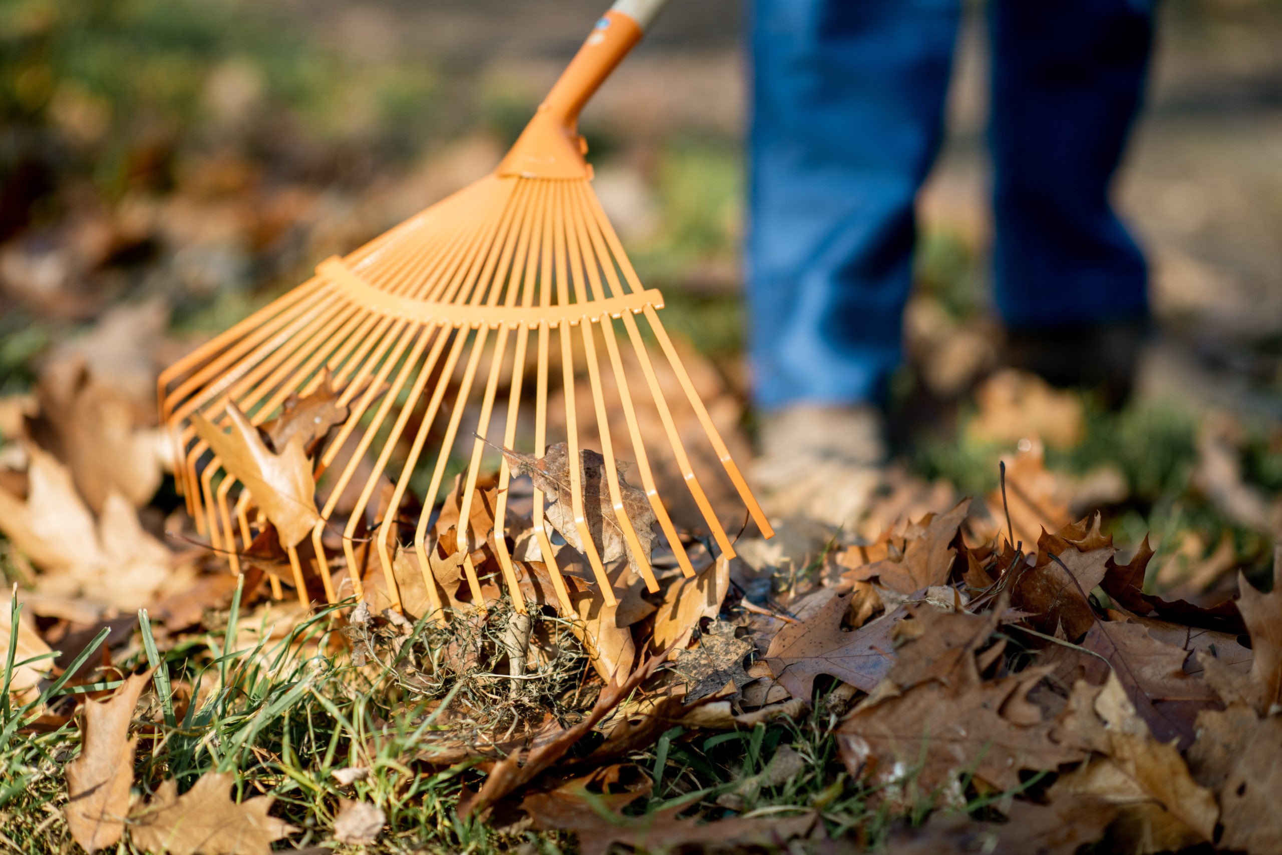 Spring & Fall Cleanup - Halter Landscaping | Clean Up Services