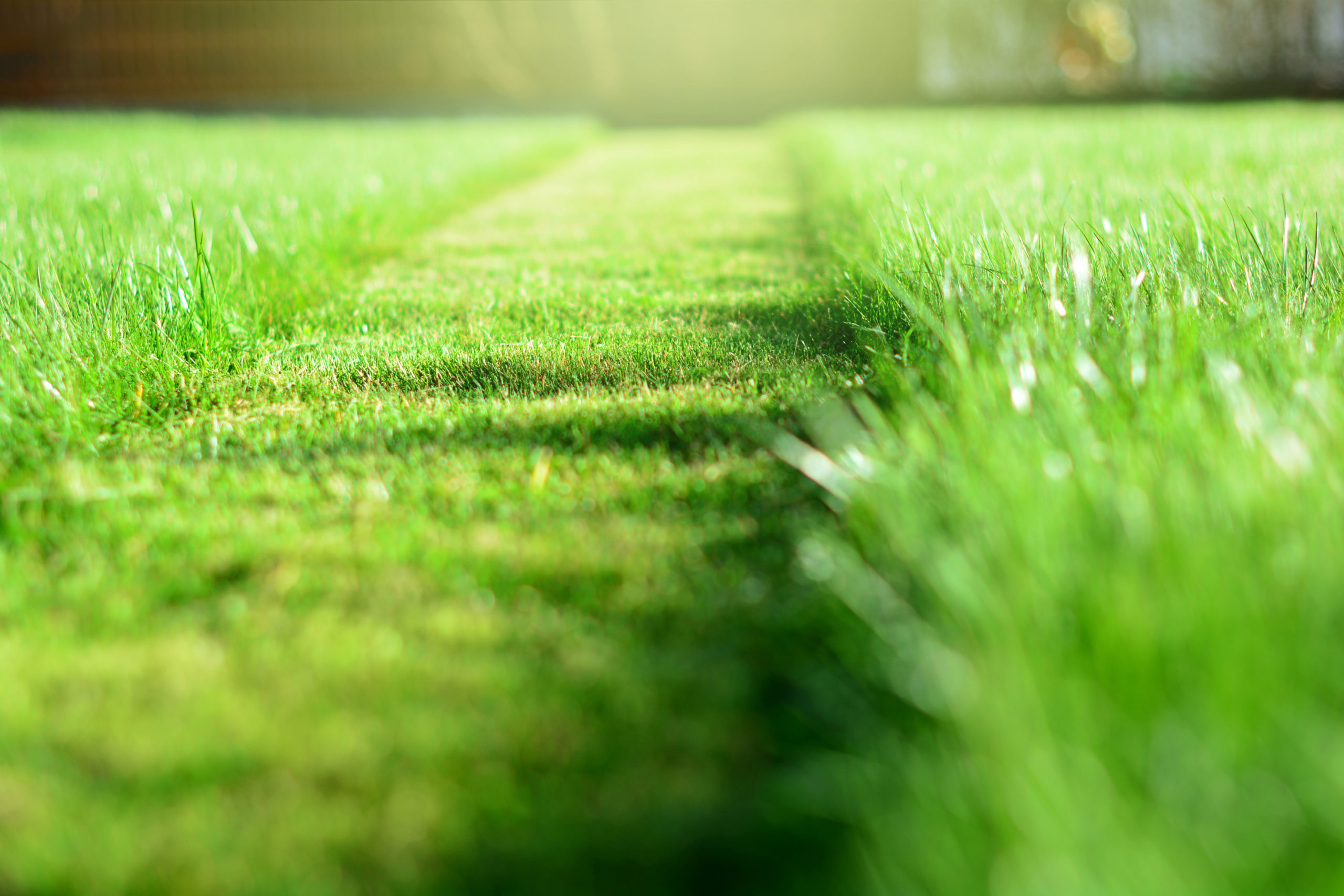 Lawn Mowing Halter Landscaping