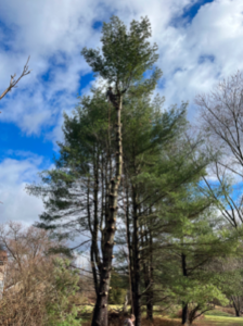 removing a tree in the winter
